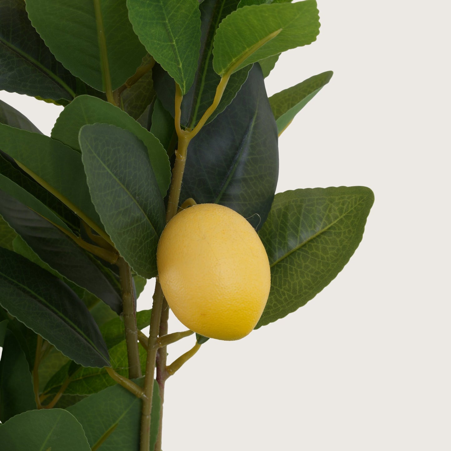 Lush Green Lemon Leaf Tree with Yellow Accents